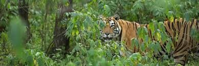 Sariska Tiger Reserve