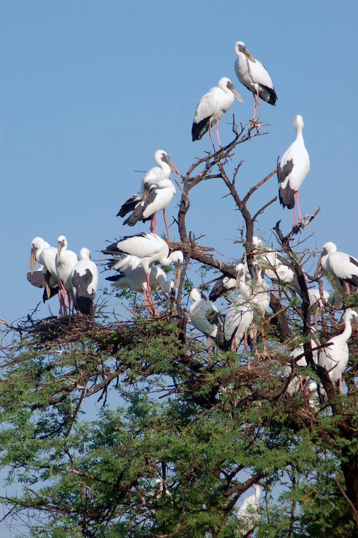 Keoladeo National Park