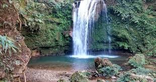 Asian elephant herds in their habitat