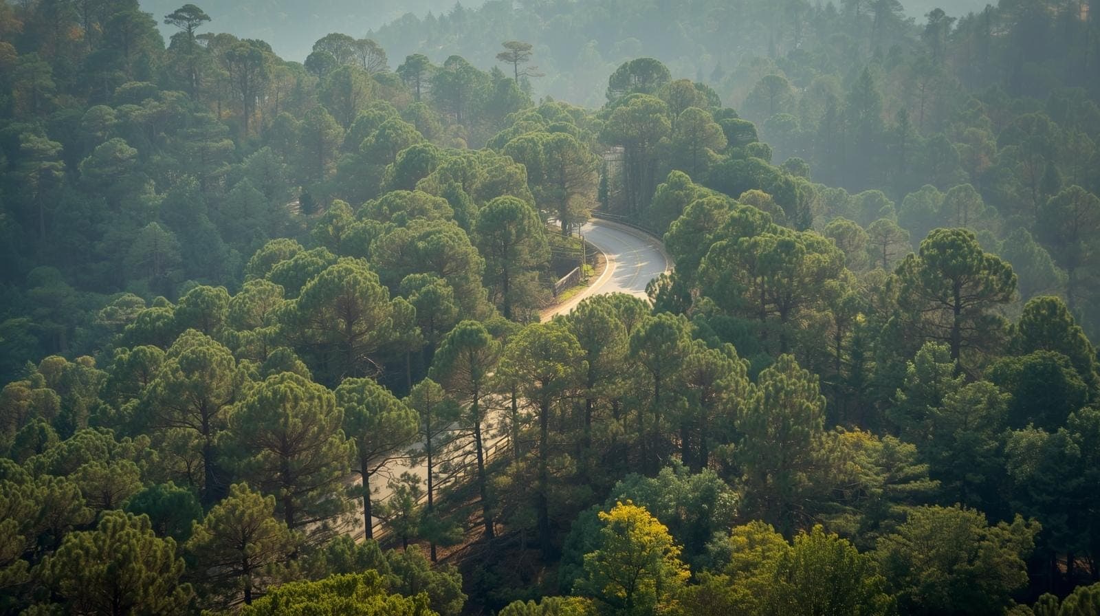 Pine and deodar forest on the Shimla road, the approach to Chail